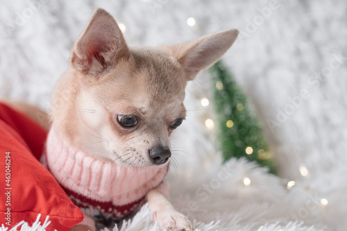 Cute little Christmas dog chihuahua dog in sweater lies on a blanket