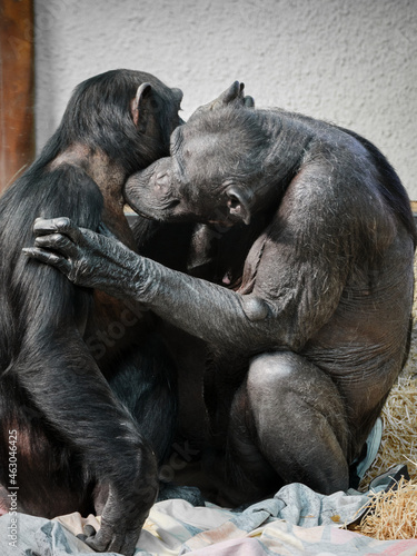 Gentle kiss of a chimpanzee on his partner's neck