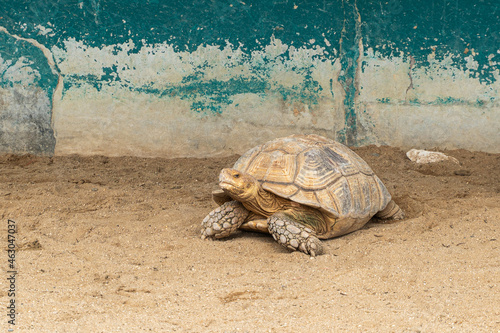 Front side of Sulcata tortoise on sand. (African spurred tortoise, Turtle)