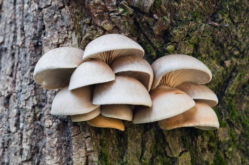 Edible mushrooms of oyster mushroom (Pleurotus ostreatus) grows on a tree