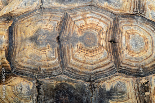 Close up of patterns on the tortoiseshell (Sulcata tortoise, African spurred tortoise, Turtle)
