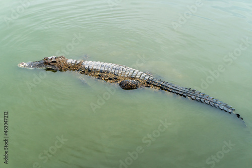 The crocodile floats over the water. It is carnivorous and ferocious.