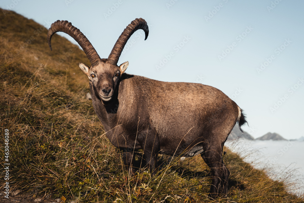 Ibex on mountain