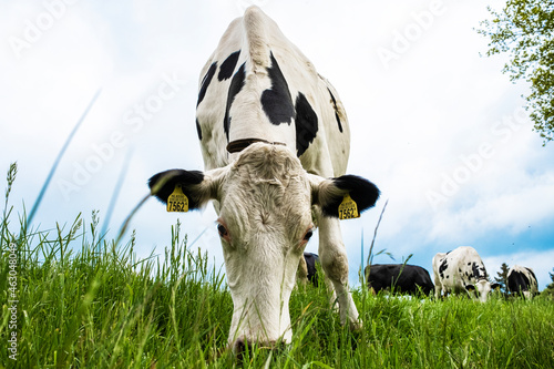 cow on the grass