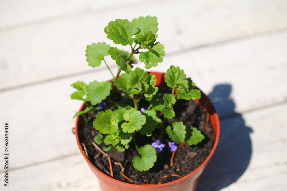 Bluszczyk kurdybanek Glechoma hederacea Bluszczyk kurdybanek Glechoma hederacea