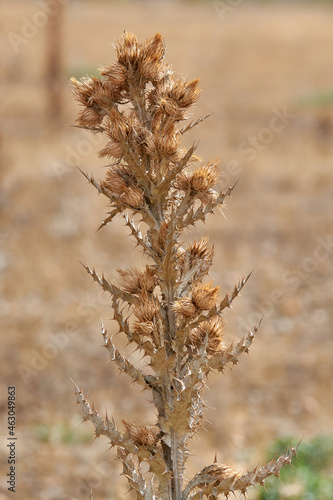 Close up of a dried thistle plant with closed flowers during fall