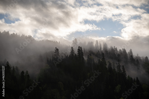 Silhouette of fir trees in the fog on the side of the mountains among the clouds. Dramatic fictional fantastic photo. Minimalism in nature.