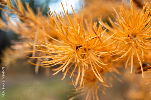Yellow orange needles on a larch branch close up in the autumn forest fall season macro photography selective focus
