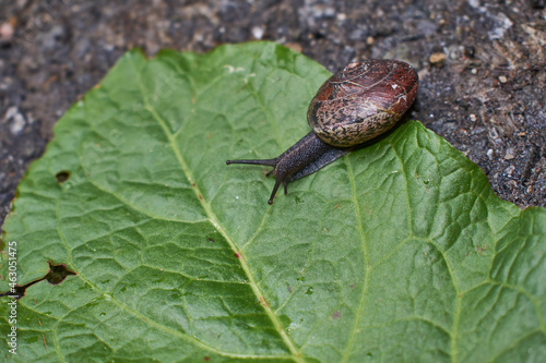 Close up of a snail on a large green leaf