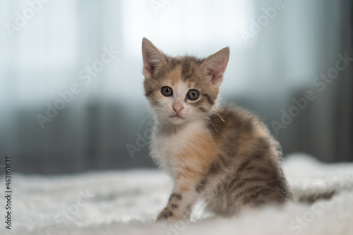 Cute kitten sits on a bed at home.