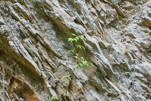a plant growing from rocks