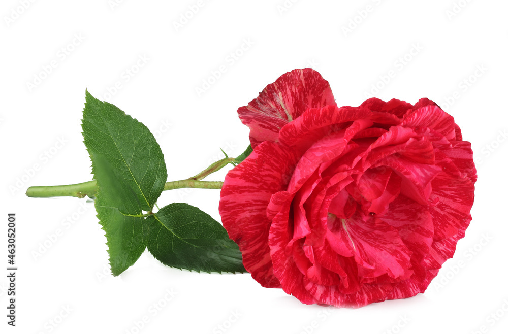 Red rose isolated on a white background