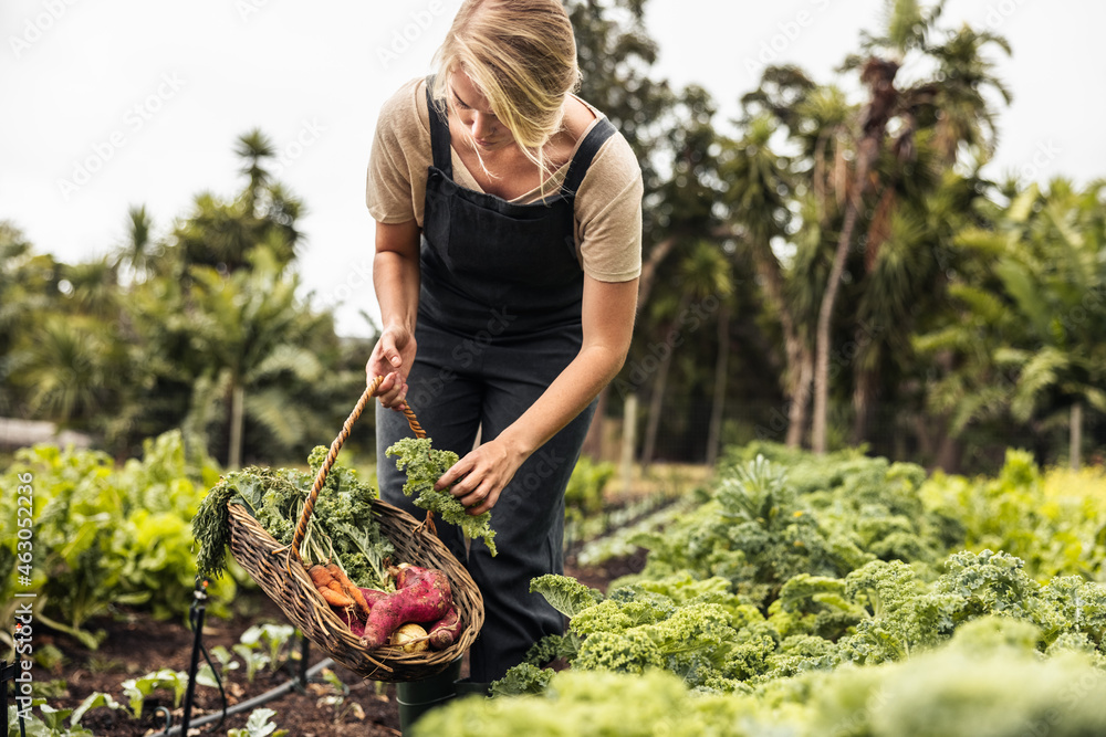 Female gardener picking fresh kale from a vegetable garden - obrazy, fototapety, plakaty 