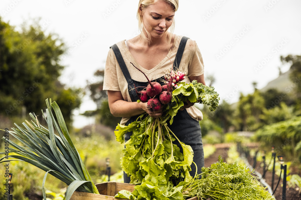 Self-sustainable farmer harvesting a variety of fresh produce - obrazy, fototapety, plakaty 