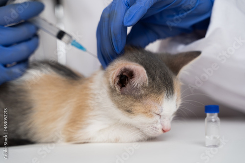 Fototapeta Naklejka Na Ścianę i Meble -  The veterinarian gives the drug to the cat with a syringe. The cat is receiving medication or vaccine. Doctor in gloves, hands close-up.
