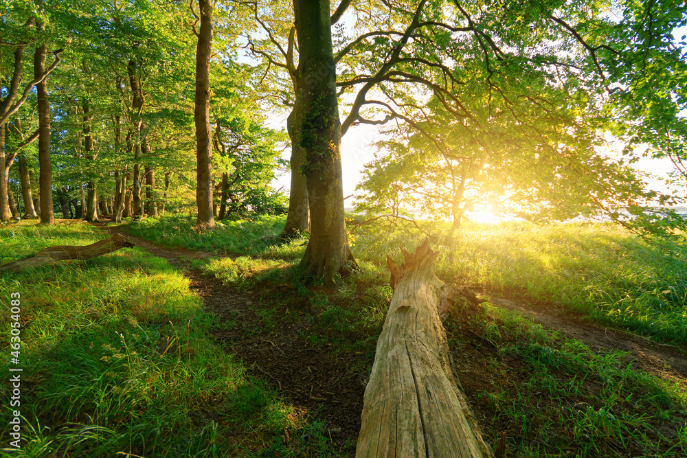 Fototapeta premium Wald