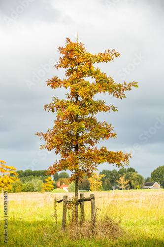 Solitary young Pin Oak, Quercus palustris, in a nature reserve against blurred background with gray sky and cloud cover photo