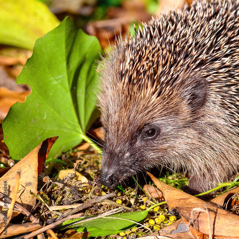 Young hedgehog (Erinaceus Europaeus) in the garden between dry foliage on a sunny autumn day. Young hedgehog (Erinaceus Europaeus) in the garden between dry foliage on a sunny autumn day.