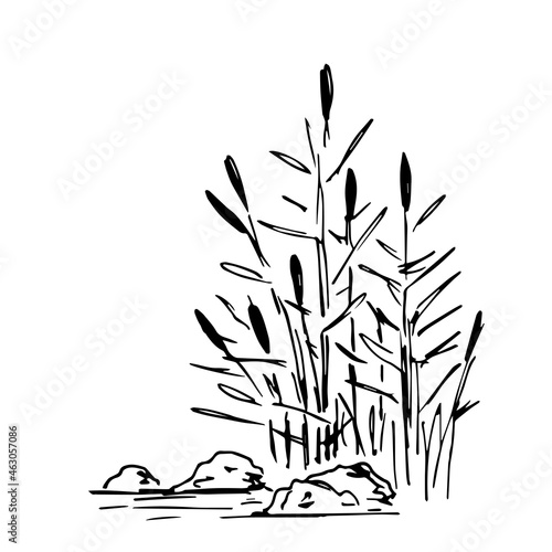 Simple vector black outline drawing. Lake shore, reeds, stones in the water, swamp. Nature, landscape, duck hunting, fishing. Ink sketch.