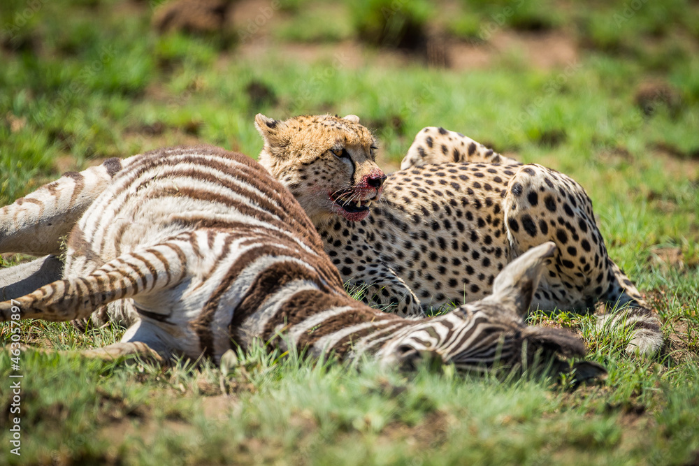 Naklejka premium Cheetah with Zebra Kill