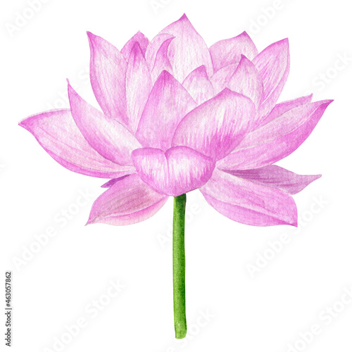 Pink Lotus watercolor hand drawn botanical illustration. Oriental floral prinable art. Pink lotus flower isolated on white background photo