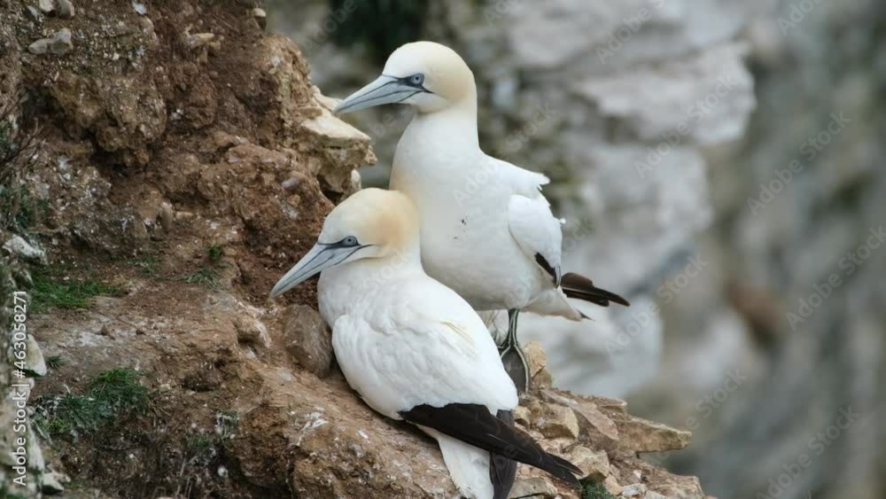 Gannets are seabirds comprising the genus Morus, in the family Sulidae, closely related to boobies. Gannets are seabirds comprising the genus Morus, in the family Sulidae, closely related to boobies.