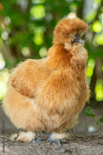 chicken in the nest