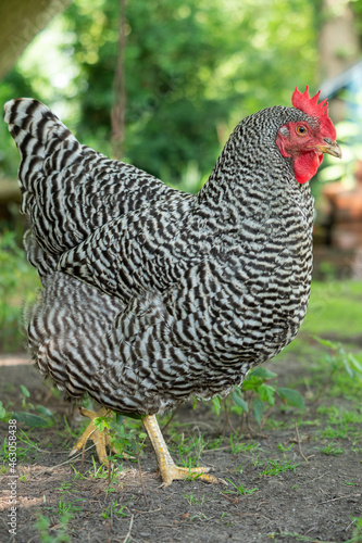 chicken