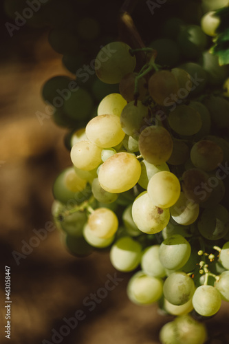 Large bunch of ripe green grapes in sunlight and shade