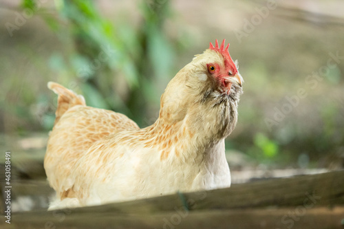 chicken