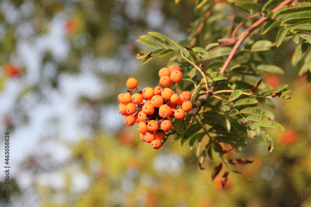 Red large clusters of mountain ash on a branch with green leaves close up