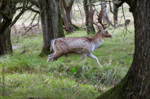 running deer in the wild nature in the netherlands