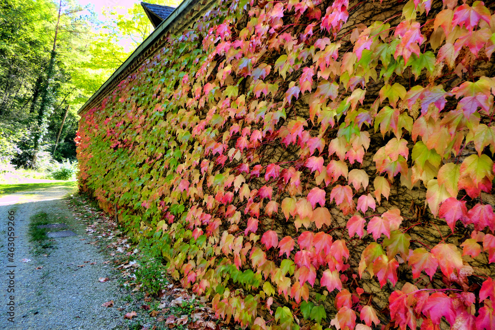 Naklejka premium Virginia Creeper leaves on a French farmhouse wall, undergoing an autumnal change of colour 