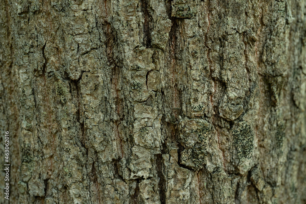 Pattern of natural tree bark background. Dirt skin of wooden Pattern of natural tree bark background. Dirt skin of wooden