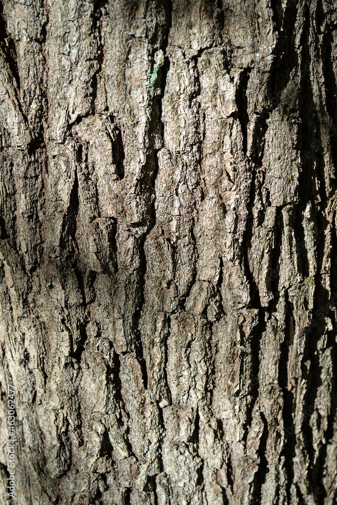 Rustic tree bark texture background pattern Rustic tree bark texture background pattern