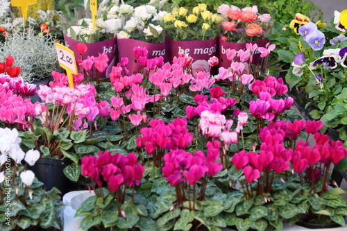 local market exhibition and sale of flowers