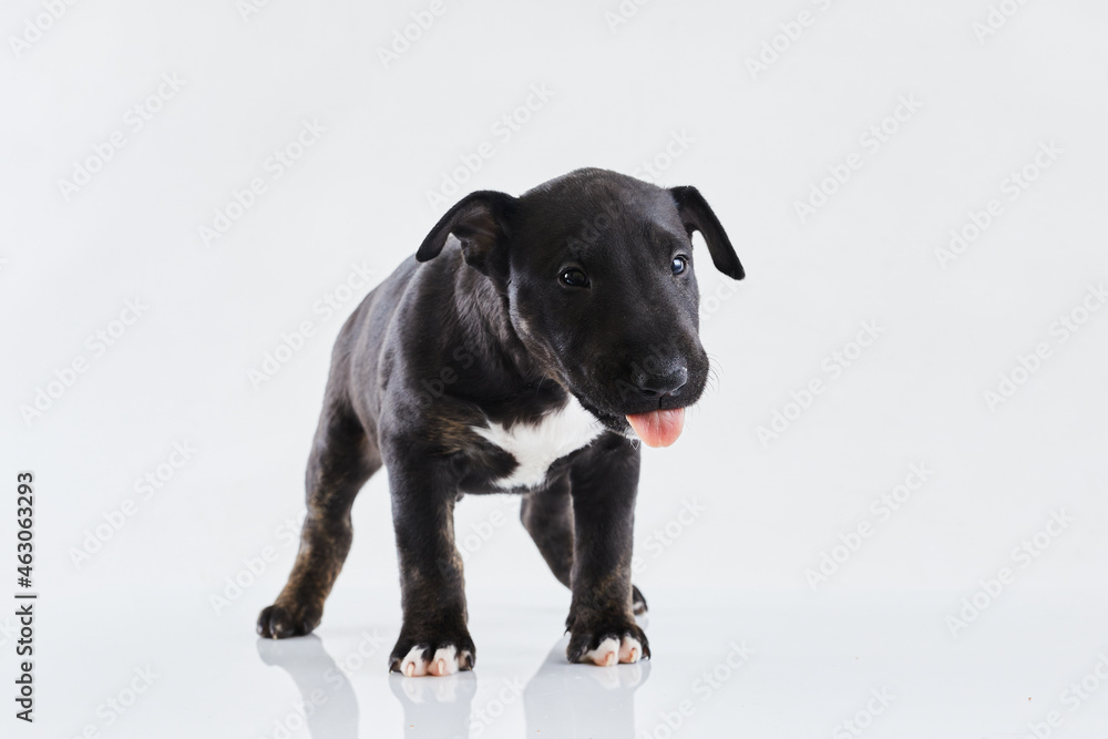 Miniature bull terrier dog posing on a white background. Funny Dark Bull terrier puppy - studio portrait.