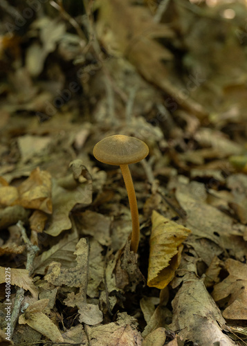 Deep Root mushroom Xerula radicata growing out in the forest photo