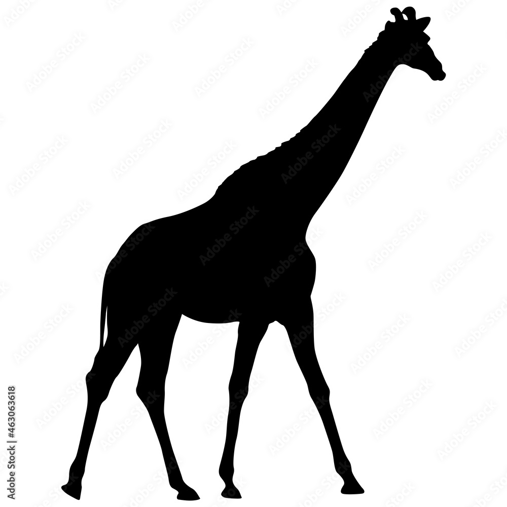 Fototapeta premium Silhouette of a high African giraffe on a white background