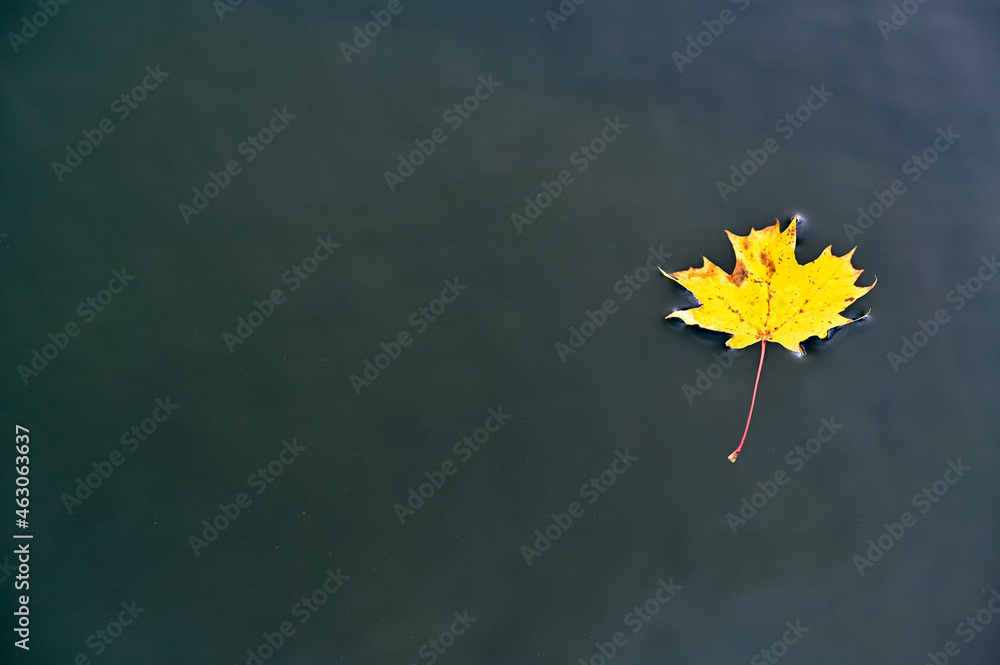 yellow autumn maple leaf floating in black water yellow autumn maple leaf floating in black water