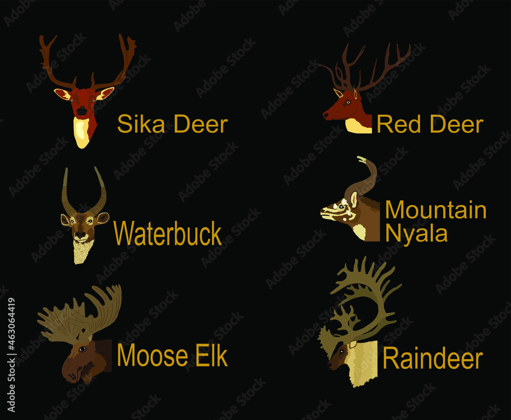 Deer head collection vector illustration isolated on black background. Mountain nyala antelope. Moose elk. Reindeer buck. Red deer grassing. Waterbuck african deer. Sika symbol. Safari trophy antlers.