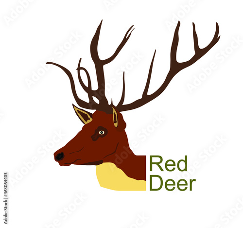 Red deer head vector illustration isolated on white background. Reindeer symbol, proud noble deer male in forest or zoo. Powerful buck with huge neck and antlers standing.