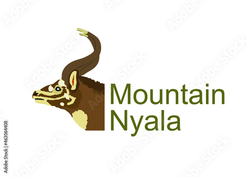 Mountain Nyala head vector illustration isolated on white background. Tragelaphus buxtoni. Safari animal. Beautiful deer antelope.