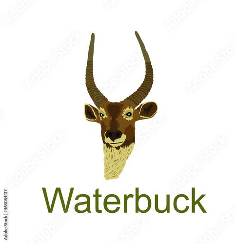 Waterbuck head portrait vector illustration isolated on white background. African deer powerful buck. Safari hunting trophy with huge antlers.
