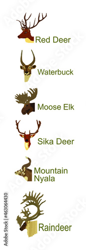 Deer head collection vector illustration isolated on white background. Mountain nyala antelope. Moose elk. Reindeer buck. Red deer grassing. Waterbuck african deer. Sika symbol. Safari trophy antlers. photo