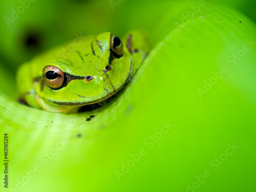 Macro photography of an exotic green dotted treefrog, endemic to Colombia, captured in a garden near the town of Villa de Leyva in central Colombia.