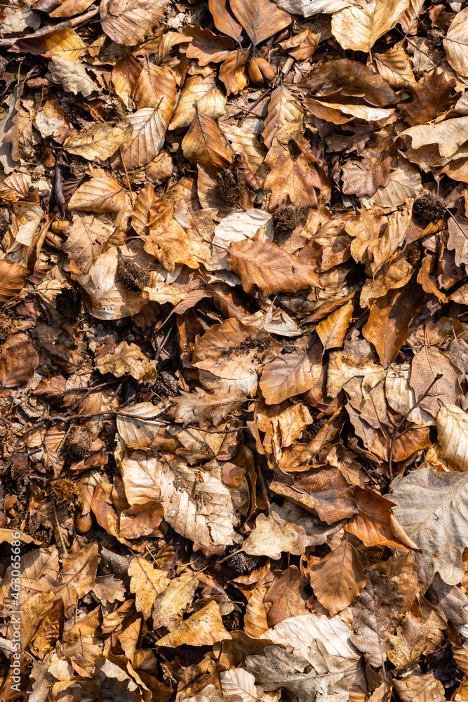 Forest ground in autumn covered with dry oak and beech leaves. Beautiful autumn background. Top view, full-frame texture. Forest ground in autumn covered with dry oak and beech leaves. Beautiful autumn background. Top view, full-frame texture.