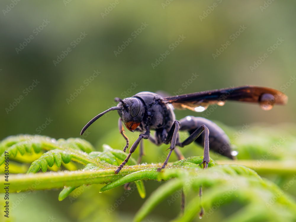 Naklejka premium Macro photography of a black paper wasp with rain drops on it, resting on a fern frond, captured at a farm near the town of Villa de Leyva in central Colombia.