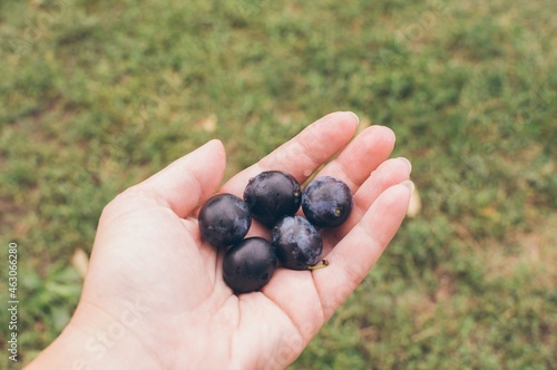 Handful of small dark blue plums in hand on blurry green backgro