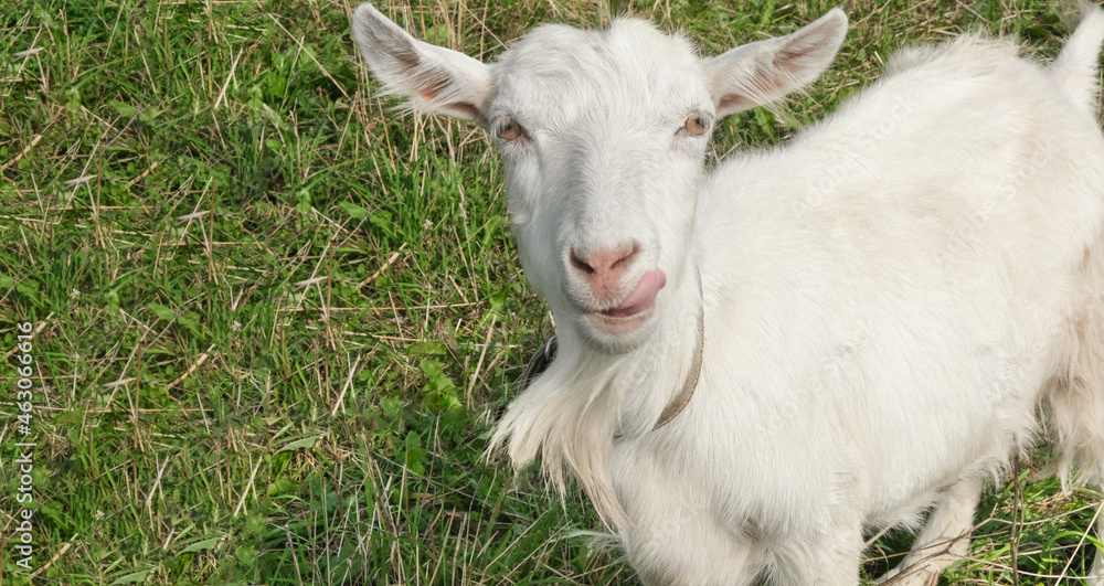 Obraz premium Funny white young goat outdoor in summer, looking at camera, showing tongue on green grass meadow, countryside.Copy space.Close-up shot from above.Well-cared,funny farm animals and humor concept.